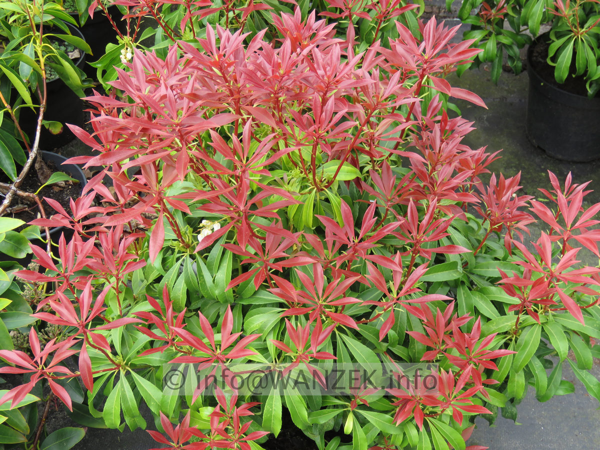 Pieris japonica Mountain Fire - Austrieb01.JPG
